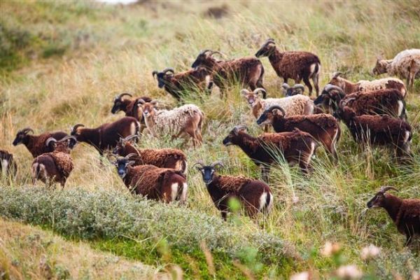 Hooglanders Pad van 20, Soay-schapen , Hooglanders