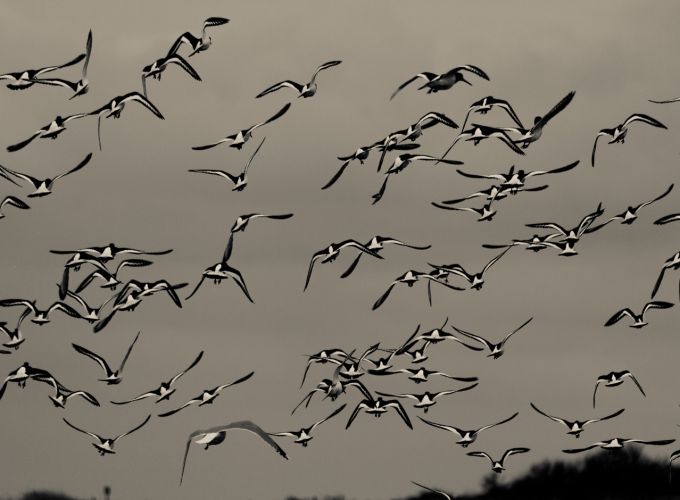 Ontdek de vogelschat op Vlieland