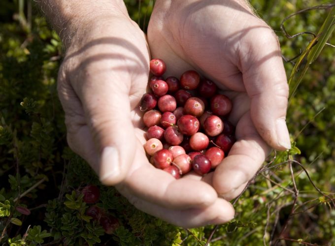 Workshop Cranberryjam maken - Een dag vooraf aanmelden bij de VVV of De Noordwester, € 15,00.
