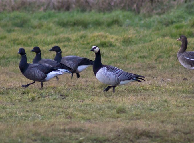 Vogel Weekend - Drie dagen vogelen op Vlieland, 18 t/m 20 september.
