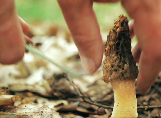 Filmweekend Naar de Wildernis - De mooiste natuurfilms bij Podium Vlieland, reserveer je tickets online.
