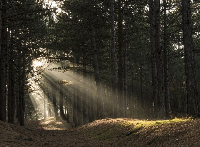 Gratis excursies met de boswachter van Staatsbosbeheer - De excursies beginnen bij Zaal 2 van Podium Vlieland
