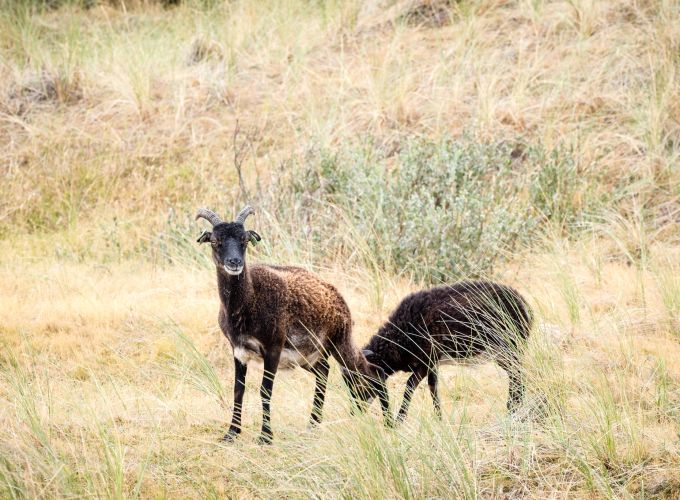 Naar de lammetjes - Naar de lammetjes vooraf boeken bij de Noordwester of VVV