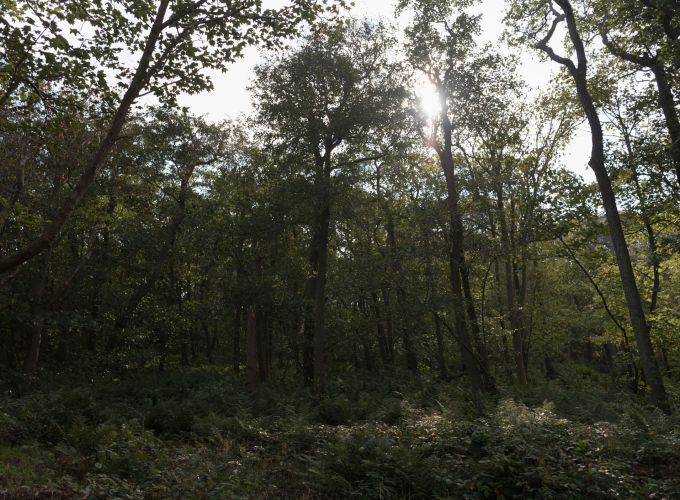 Aardewandeling - Beleef het bos! Minimaal een dag vooraf aanmelden bij de VVV of De Noordwester.