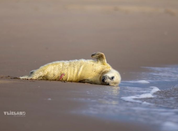 Zeehonden in het wild