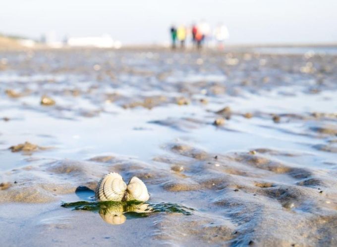 Familieprogramma Beertje Wad - de Lepelaar