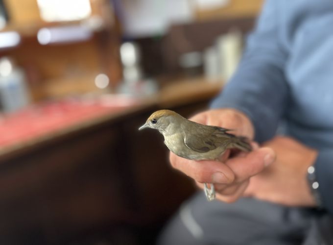 Vogels ringen - op de Vinkebaan