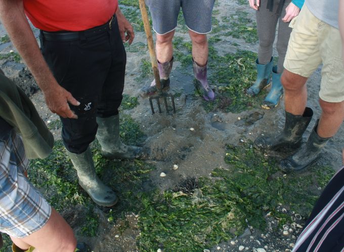 Wad excursie Paal 50 - Leer alles over dit prachtige Unesco Werelderfgoed natuurlijk gebied
