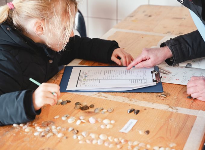 Schelpenteldag - Kom je ook helpen tellen?