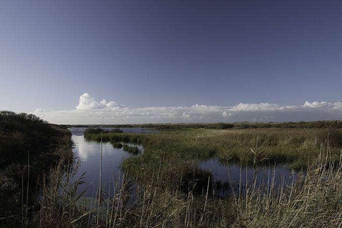 Kroon's polder Excursie - Stap in de wondere wereld van vogels en planten op een bijzonder stukje Vlieland.