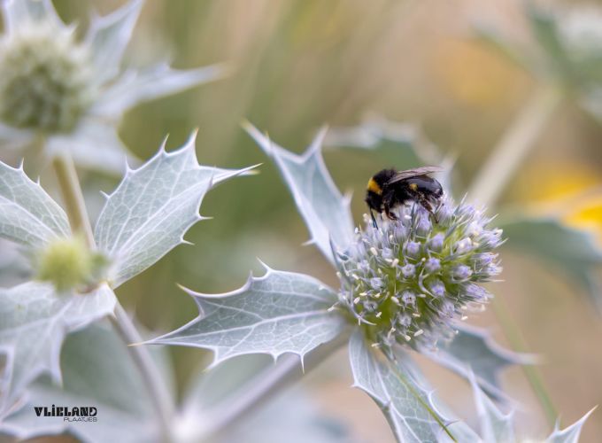 Bewustzijn en balans in de natuur - in de Lepelaar