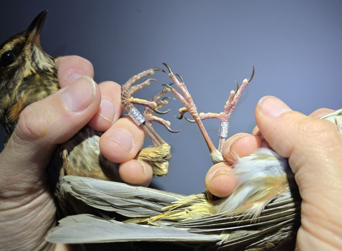 Vogels ringen - op de Vinkebaan